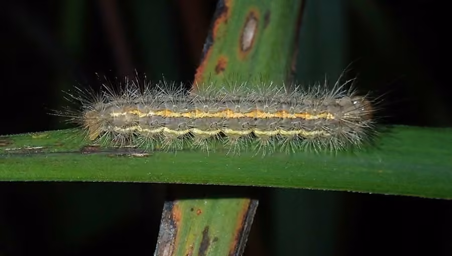 Yellow-collared Scape Moth, Caterpillar