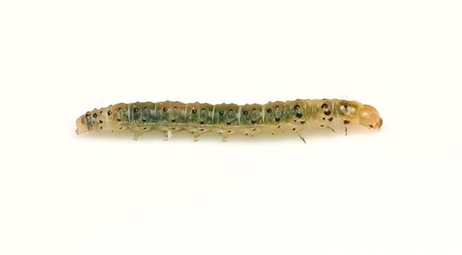 Agrimony Anacampsis Moth, Chenille