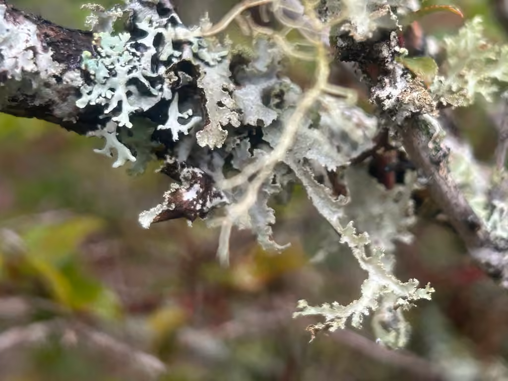 Herre's Ragged Lichen, photo 3 of 5