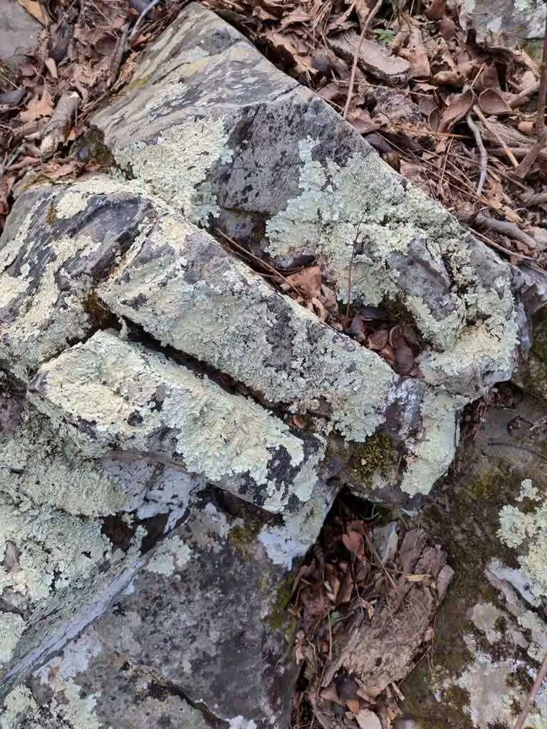 Rock Greenshield, photo 3 of 5