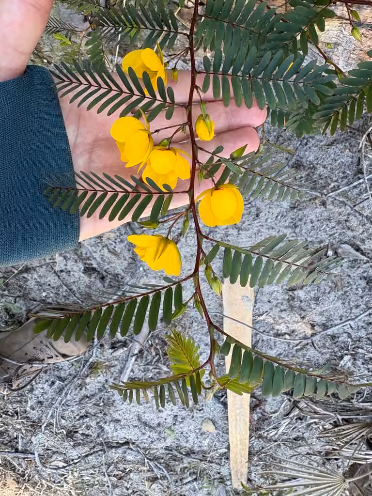 Casse fasciculée, En fleurs