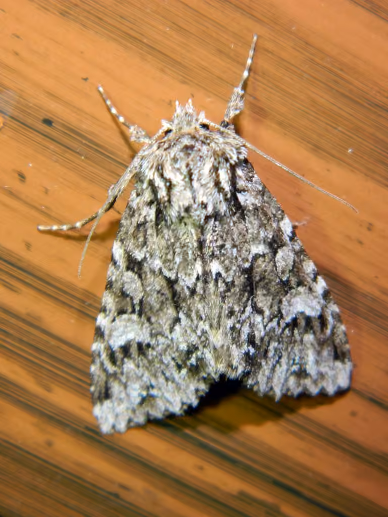 Ashen-spotted Brocade, Adulte