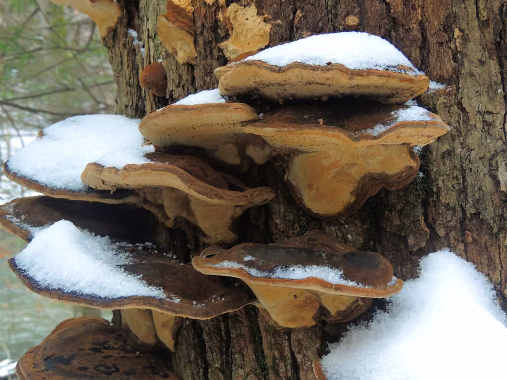 Polypore fuligineux, photo 2 sur 5