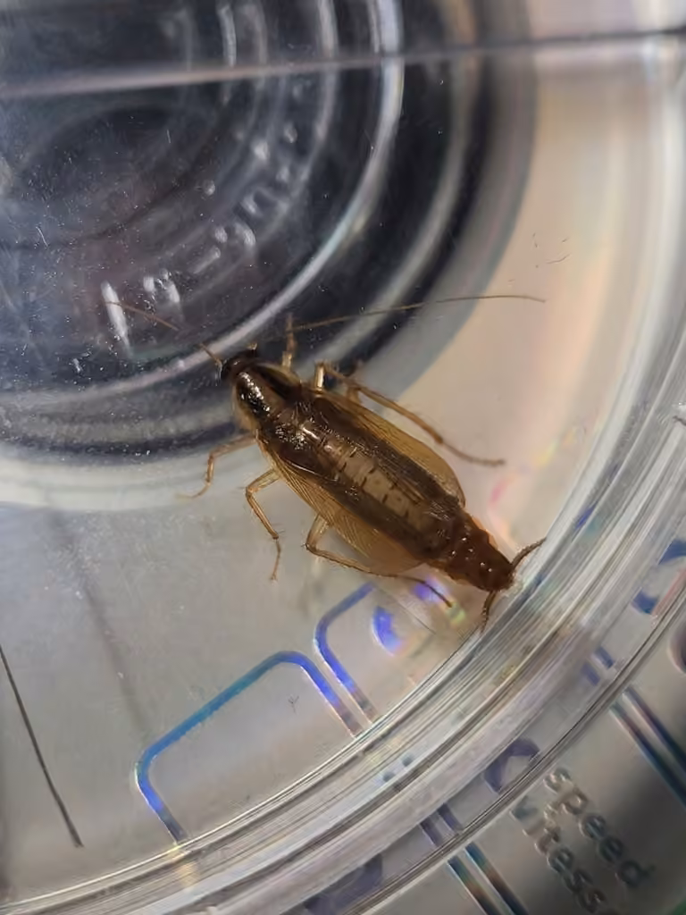 German Cockroach, Male
