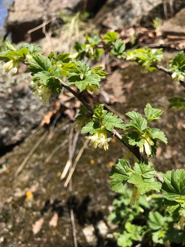Groseillier du Nord, En fleurs