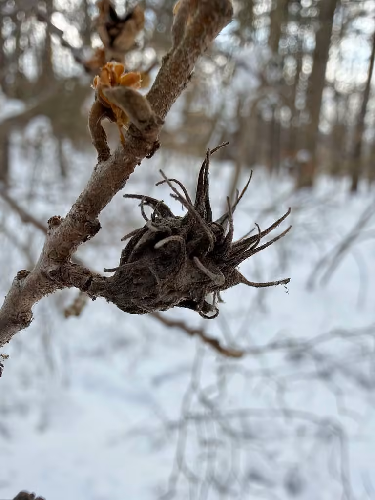 Spiny Witch-Hazel Gall Aphid, Gall