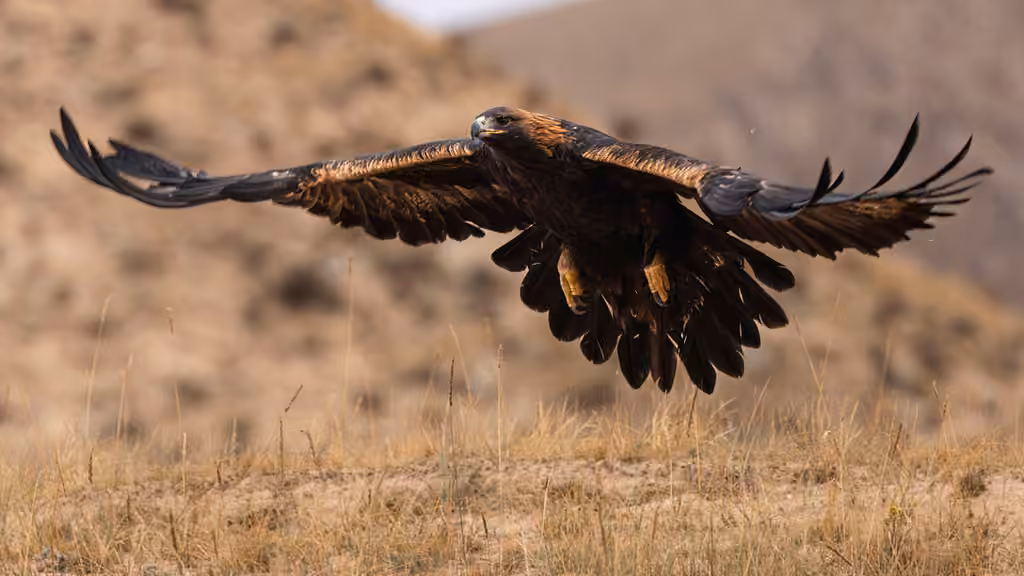 Aigle royal, photo 3 sur 5