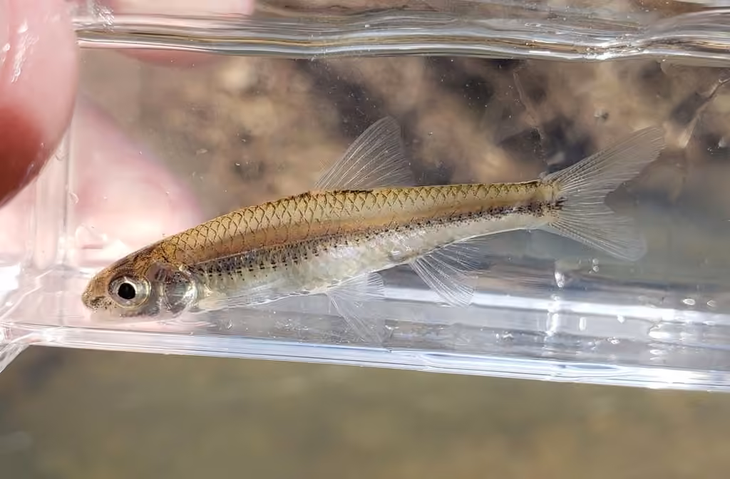 Mimic Shiner, photo 3 of 5