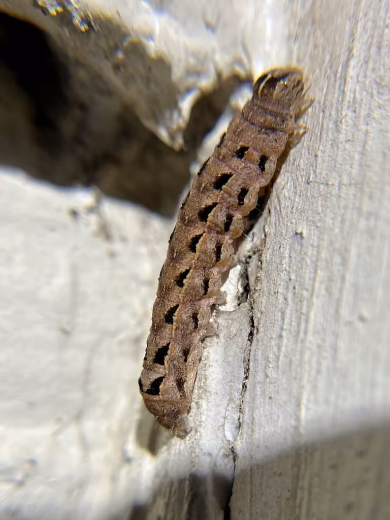 Pale-banded Dart, Chenille
