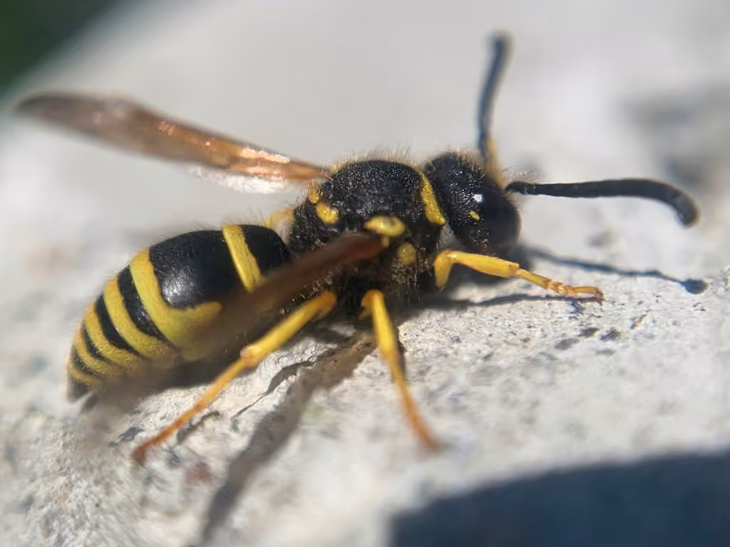 Walden’s Potter Wasp, Male