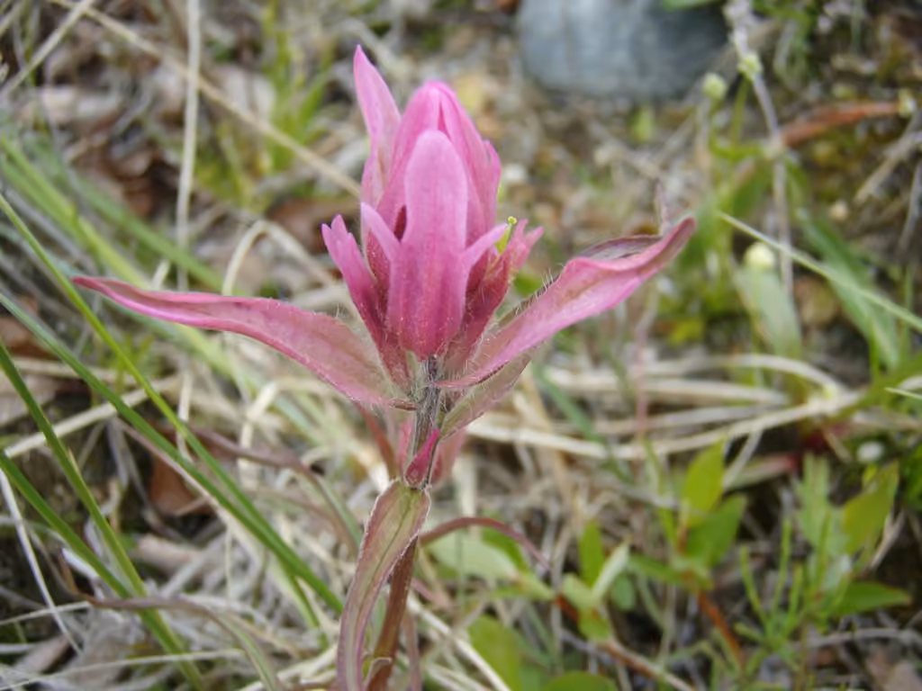 Raup's Indian paintbrush, In flower