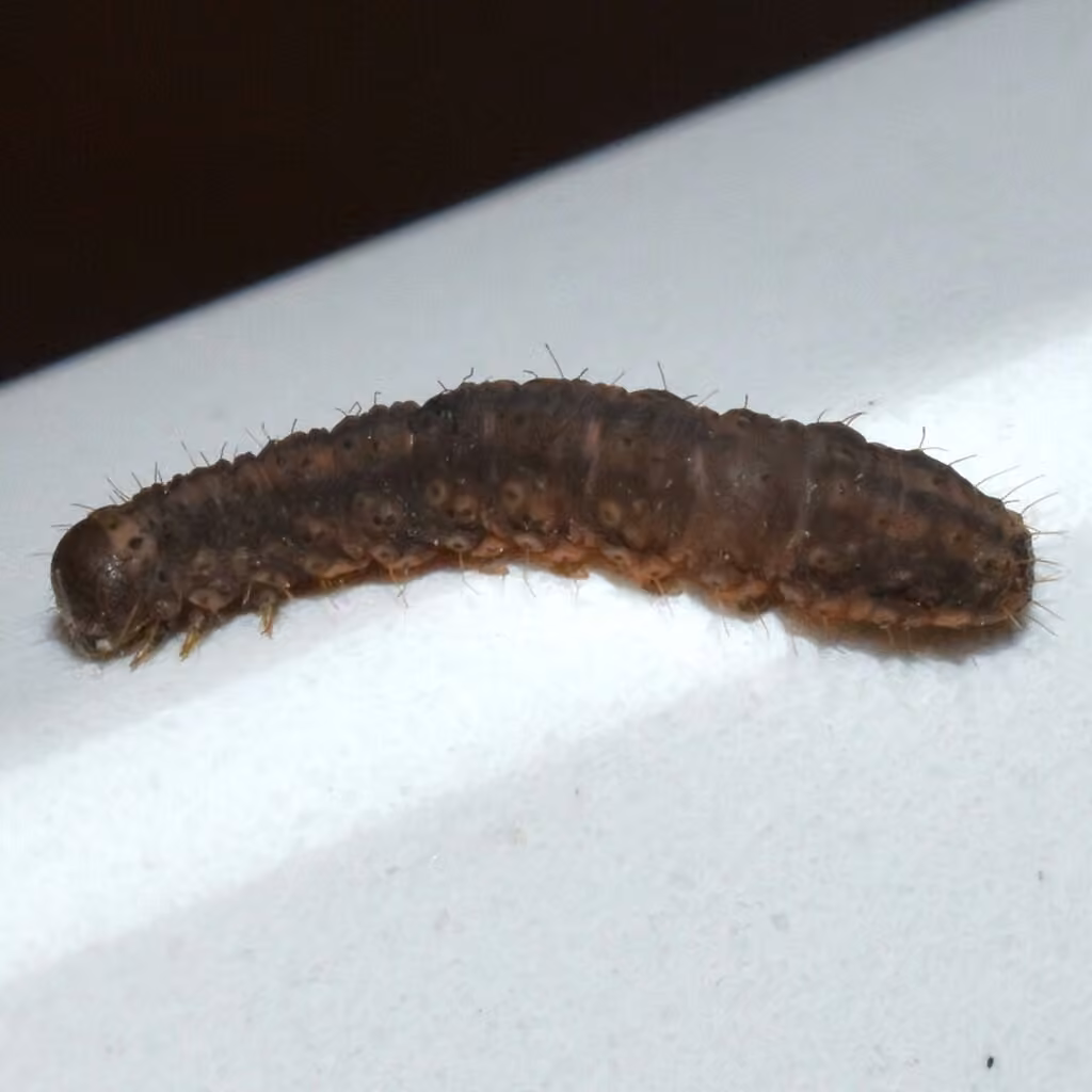 Noctuelle de l'épinette, Chenille
