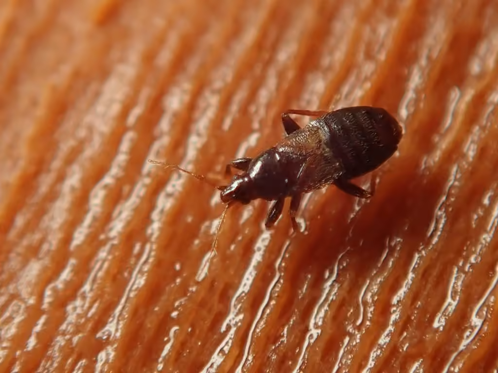 Minute pirate bug, Adult