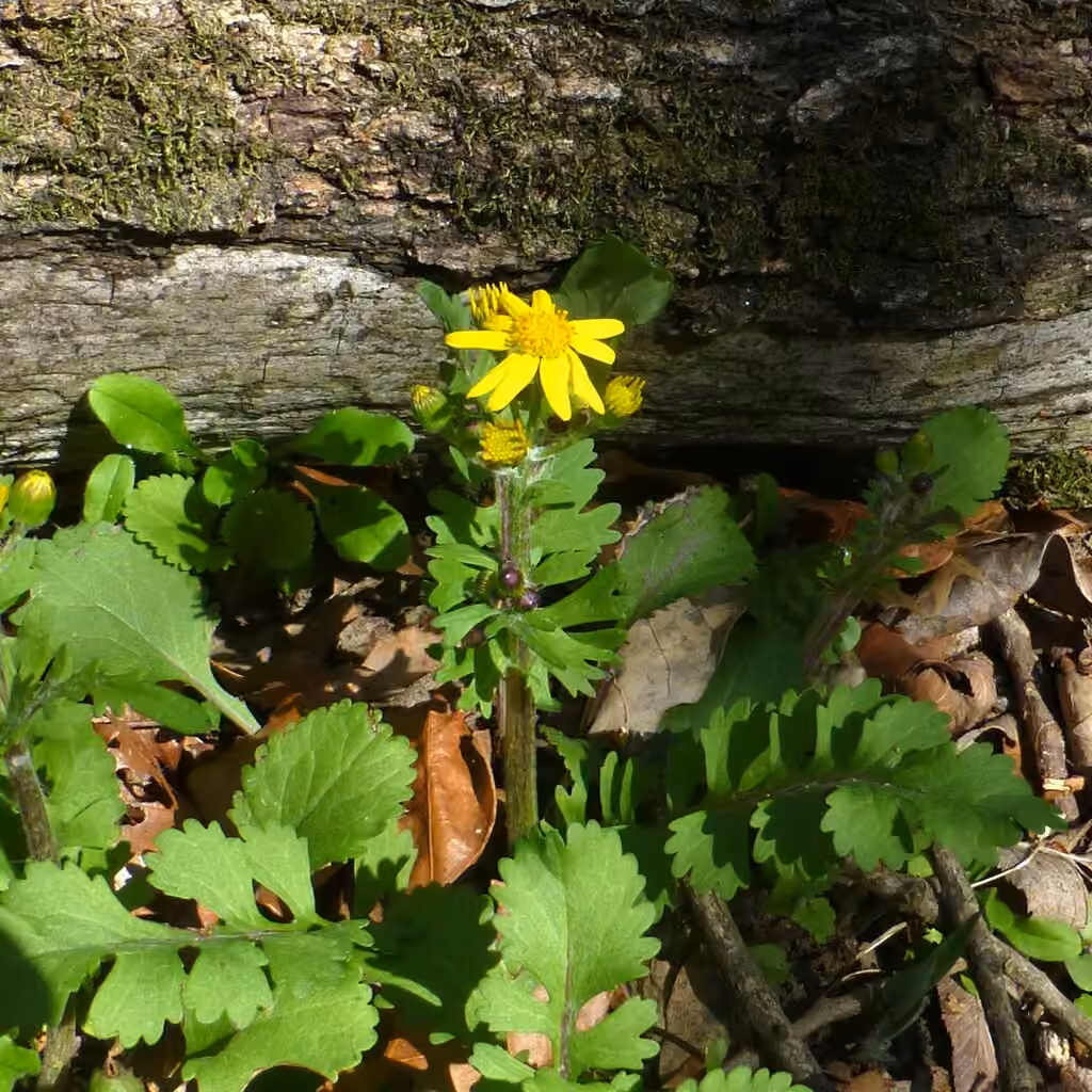 Roundleaf ragwort, In flower
