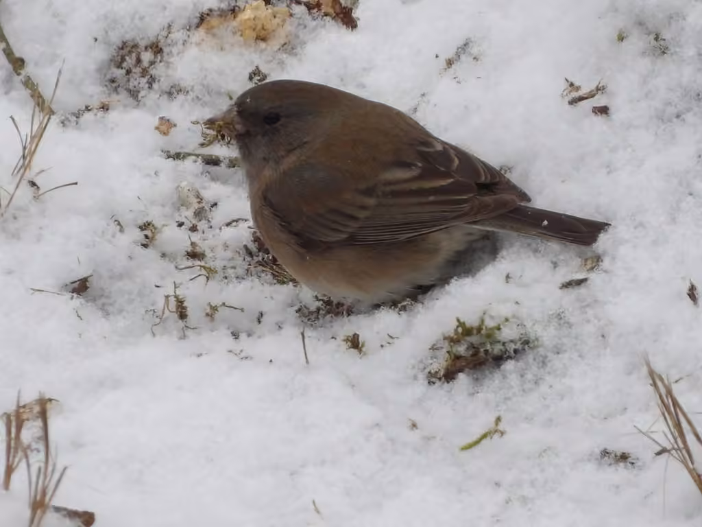 Junco ardoisé, Femelle