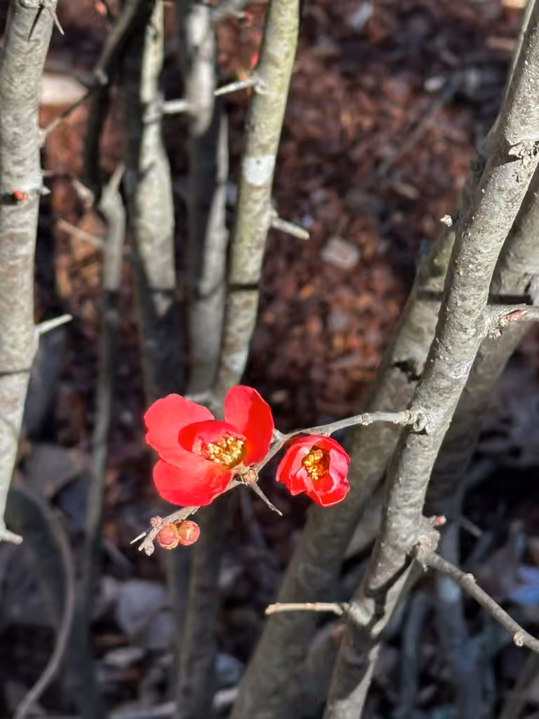 Cognassier à fleurs, En fleurs