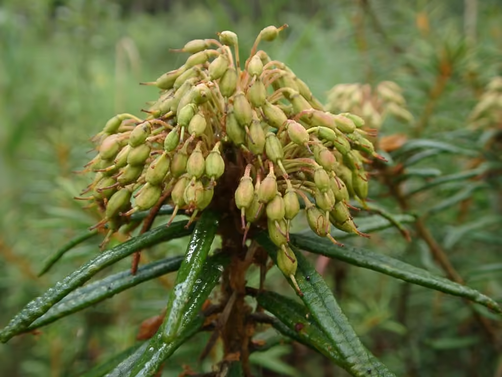 Petit thé du Labrador, En fruits