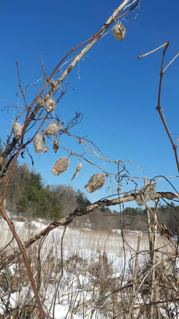 Wild cucumber, In fruit