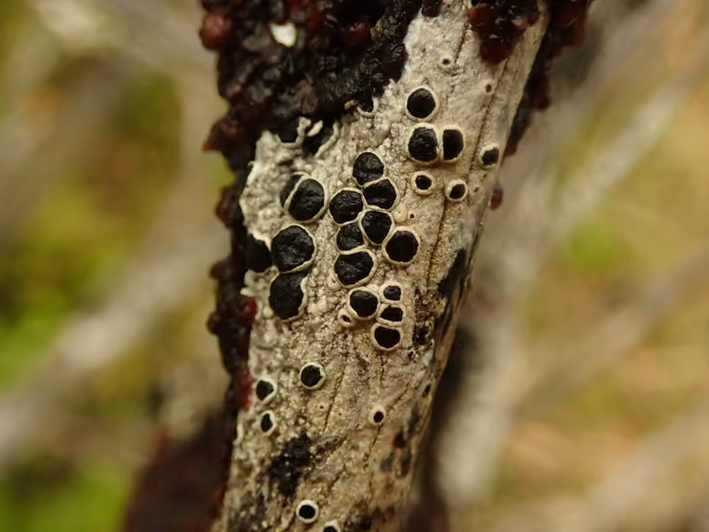Lichen encroûtant gris