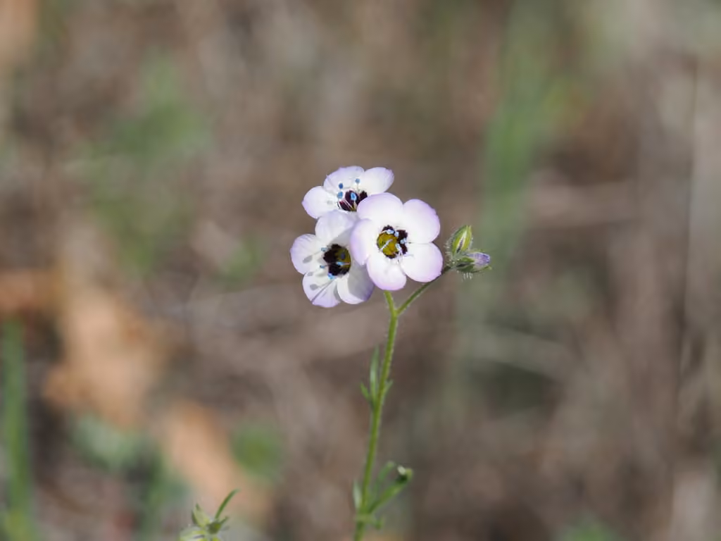 Bird's-eye gilia, En fleurs