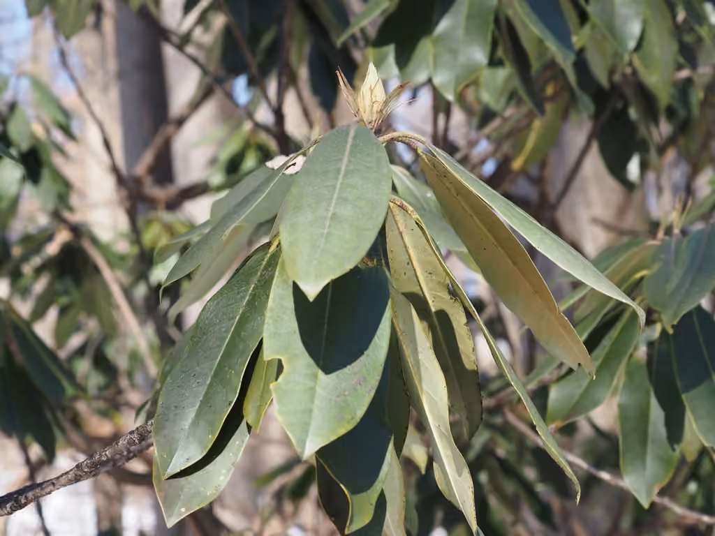 Rhododendron géant, Sans fleurs ni fruits