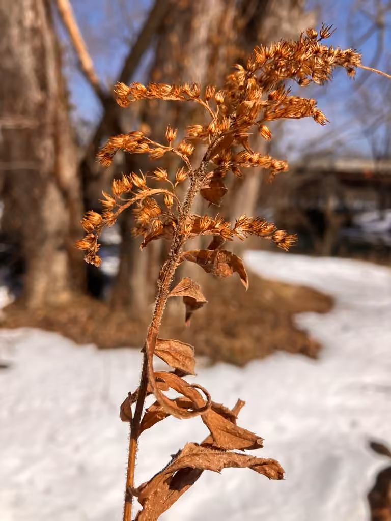 Wrinkleleaf goldenrod, In fruit