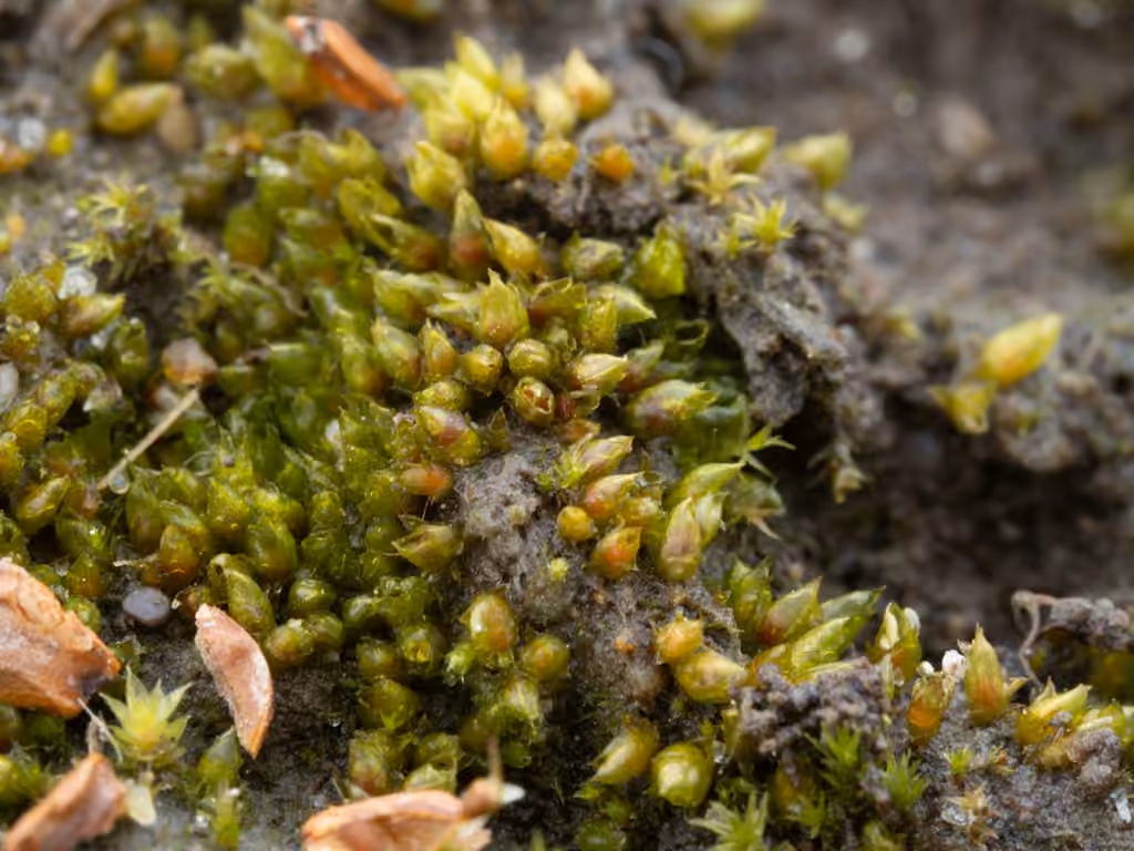 Acaulon mutique, photo 3 sur 5