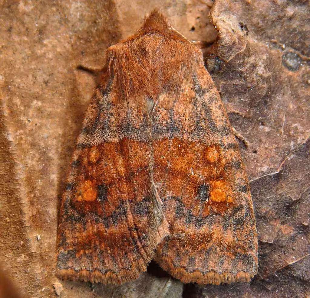 Chenille veloutée, Adulte