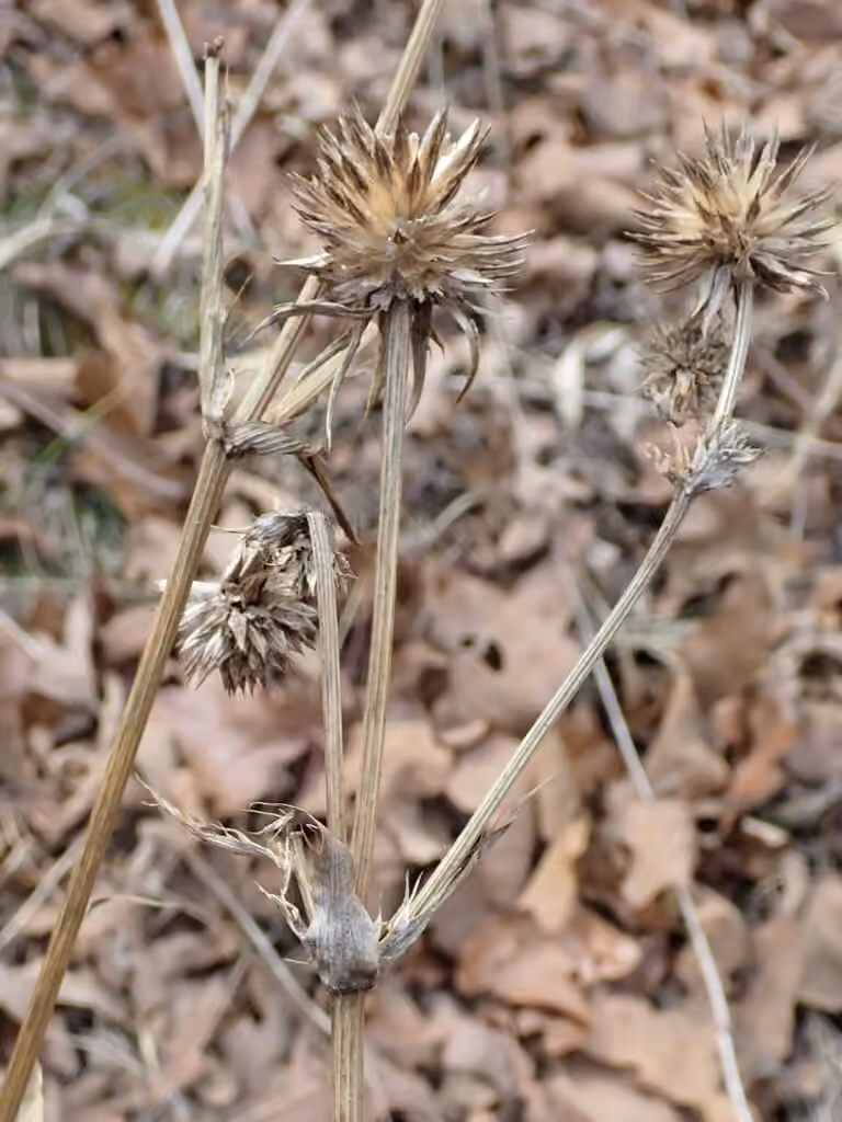 Panicaut à feuilles de yucca, En fleurs