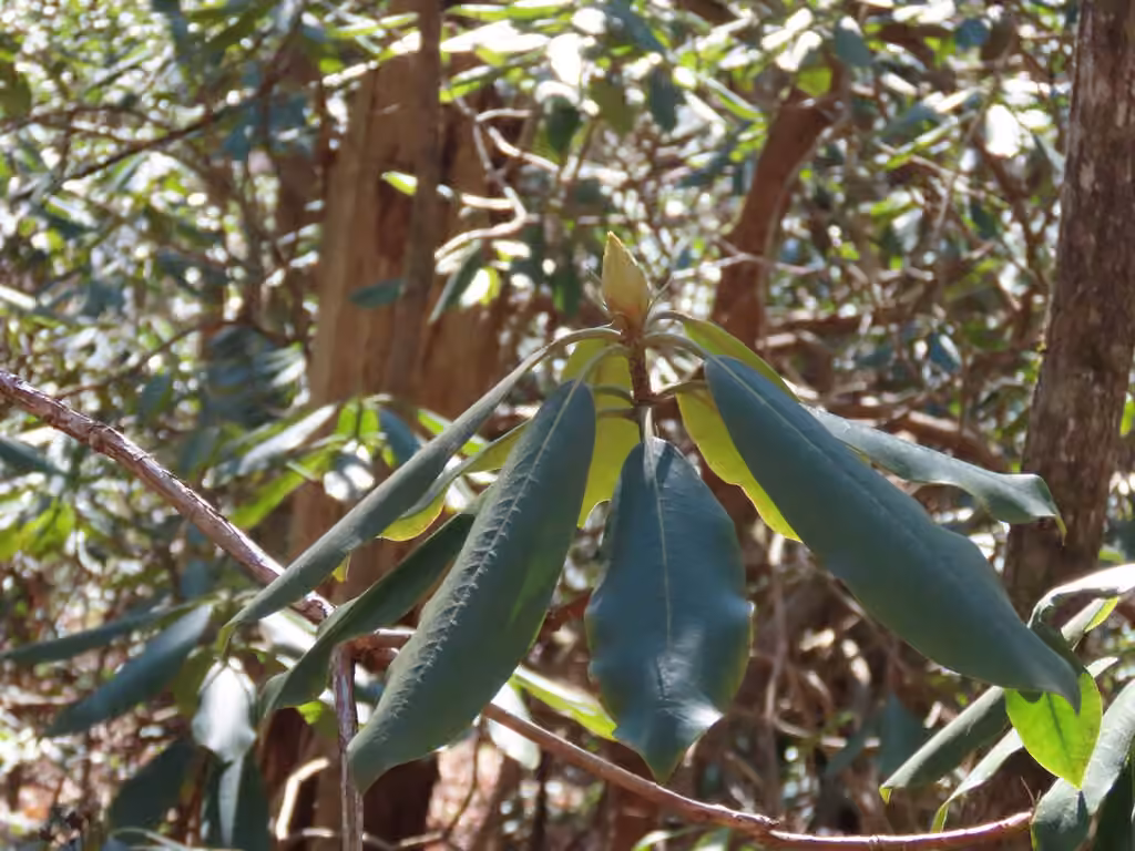 Rhododendron géant, En boutons