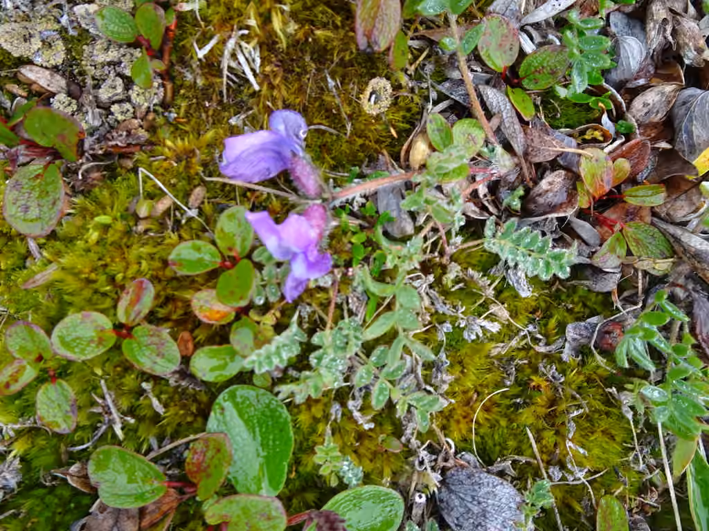 Oxytrope arctique, En fleurs
