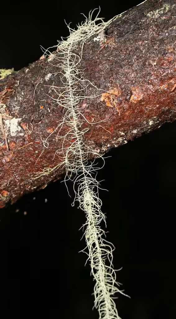 Usnée très longue, photo 2 sur 5