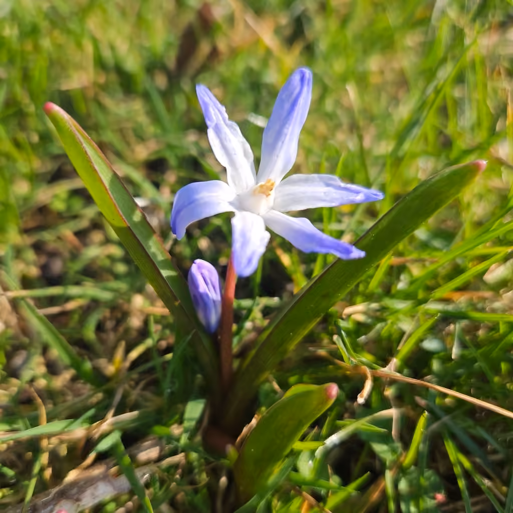 Scille gloire-des-neiges, En fleurs
