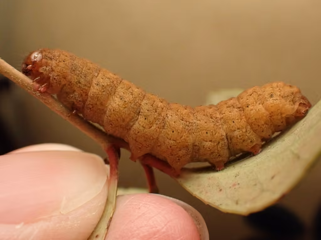 Lycophotia Moth, Chenille