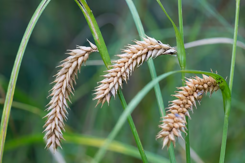 Carex vésiculeux, En fruits
