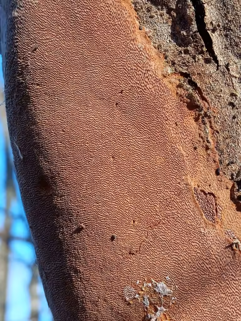 Polypore ponctué, photo 3 sur 5