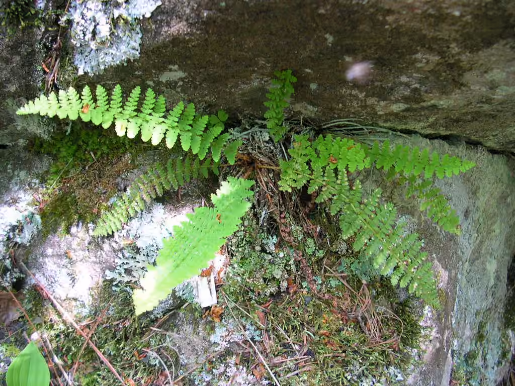 Dryoptère odorante, photo 3 sur 5