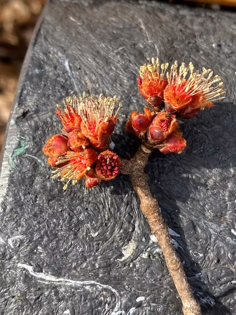 Silver maple, In flower