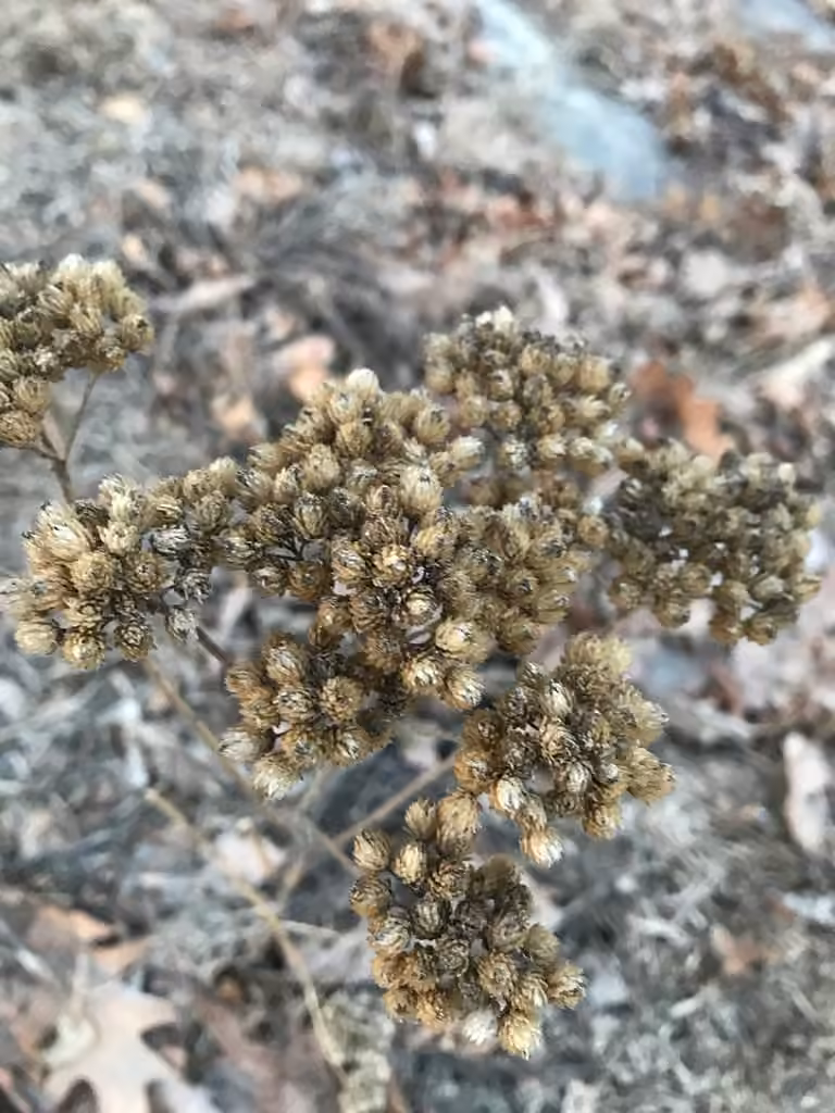 Bloodwort, In fruit
