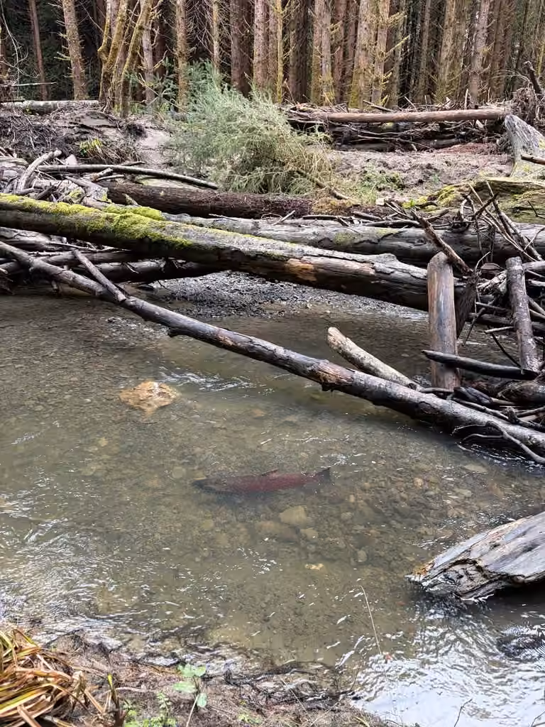 Saumon coho, Mâle