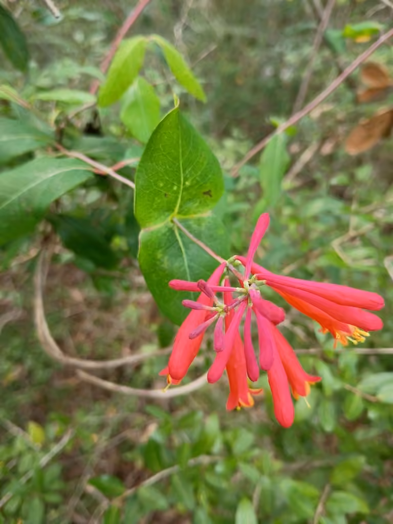 Chèvrefeuille toujours vert, En fleurs