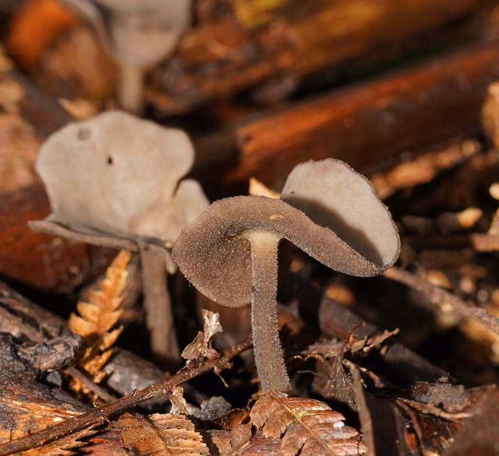Helvella fibrosa, photo 2 of 5