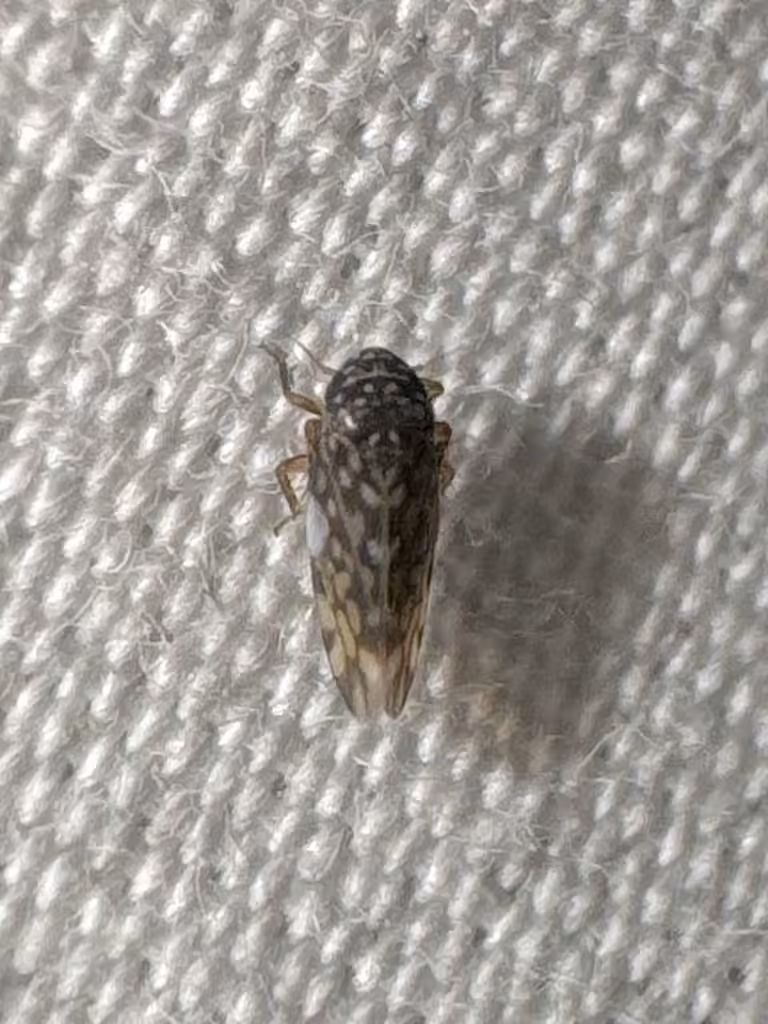 Xestocephalus superbus, Adult