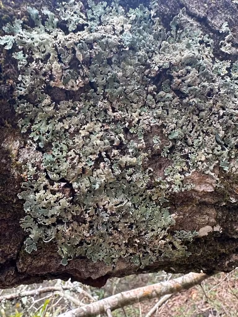 Black-foam Lichen, photo 2 of 5