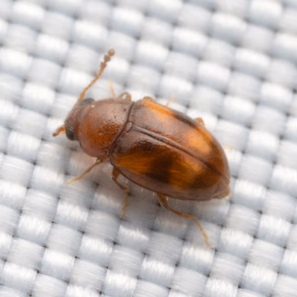 Beautiful Pleasing Fungus Beetle, photo 2 of 5