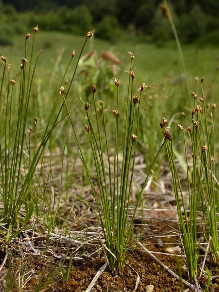 Rolland's bulrush, photo 1 of 5