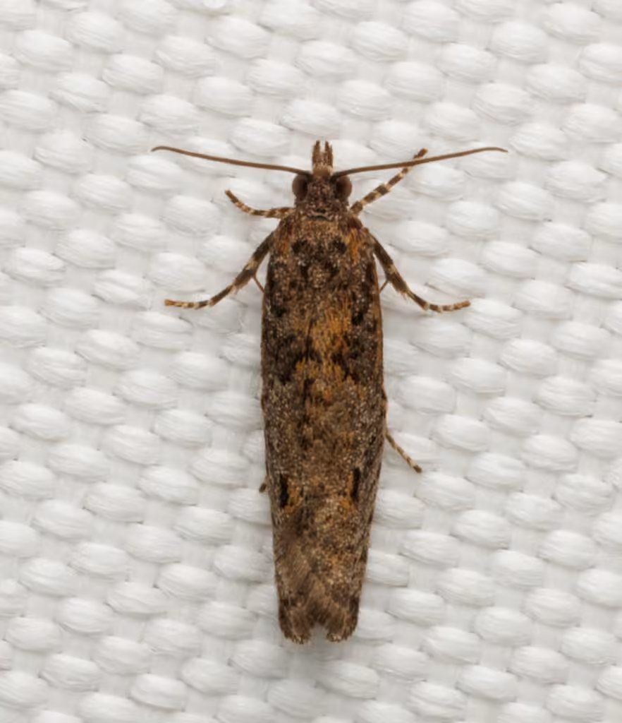 Epinotia celtisana, photo 2 sur 5