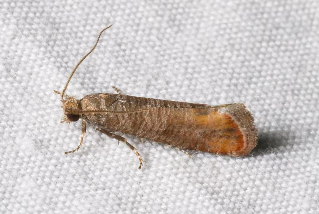 Red Pine Tip Moth, photo 1 of 5