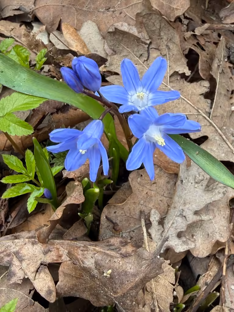 Forbes' glory-of-the-snow, In flower