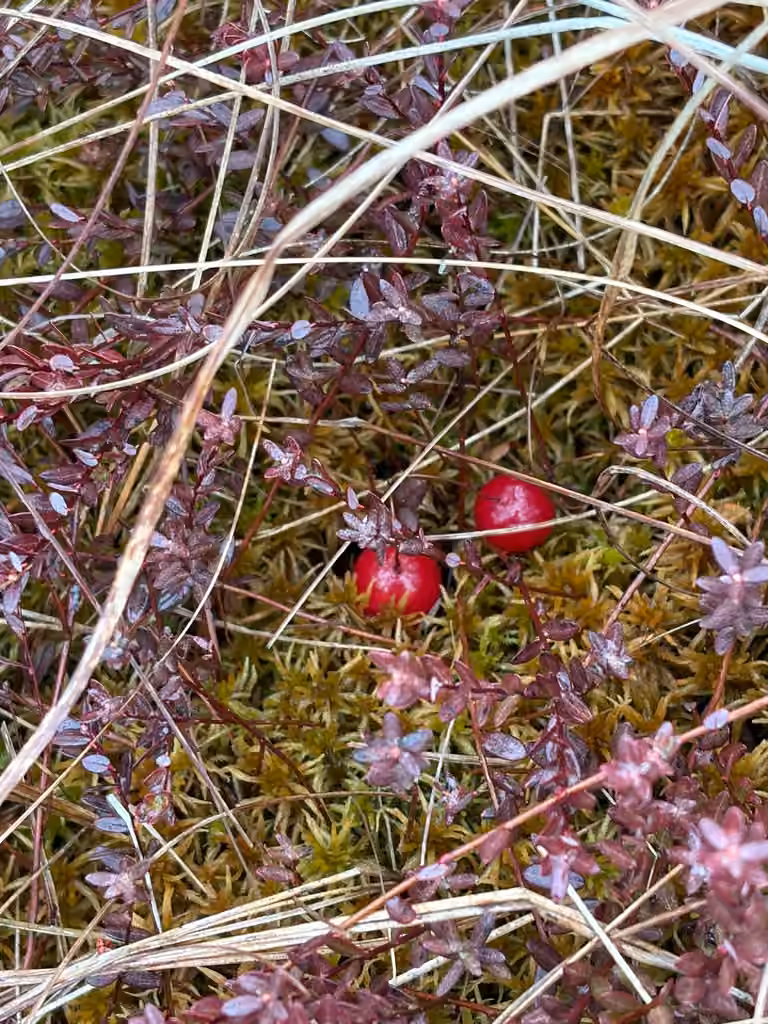 Canneberge commune, En fruits